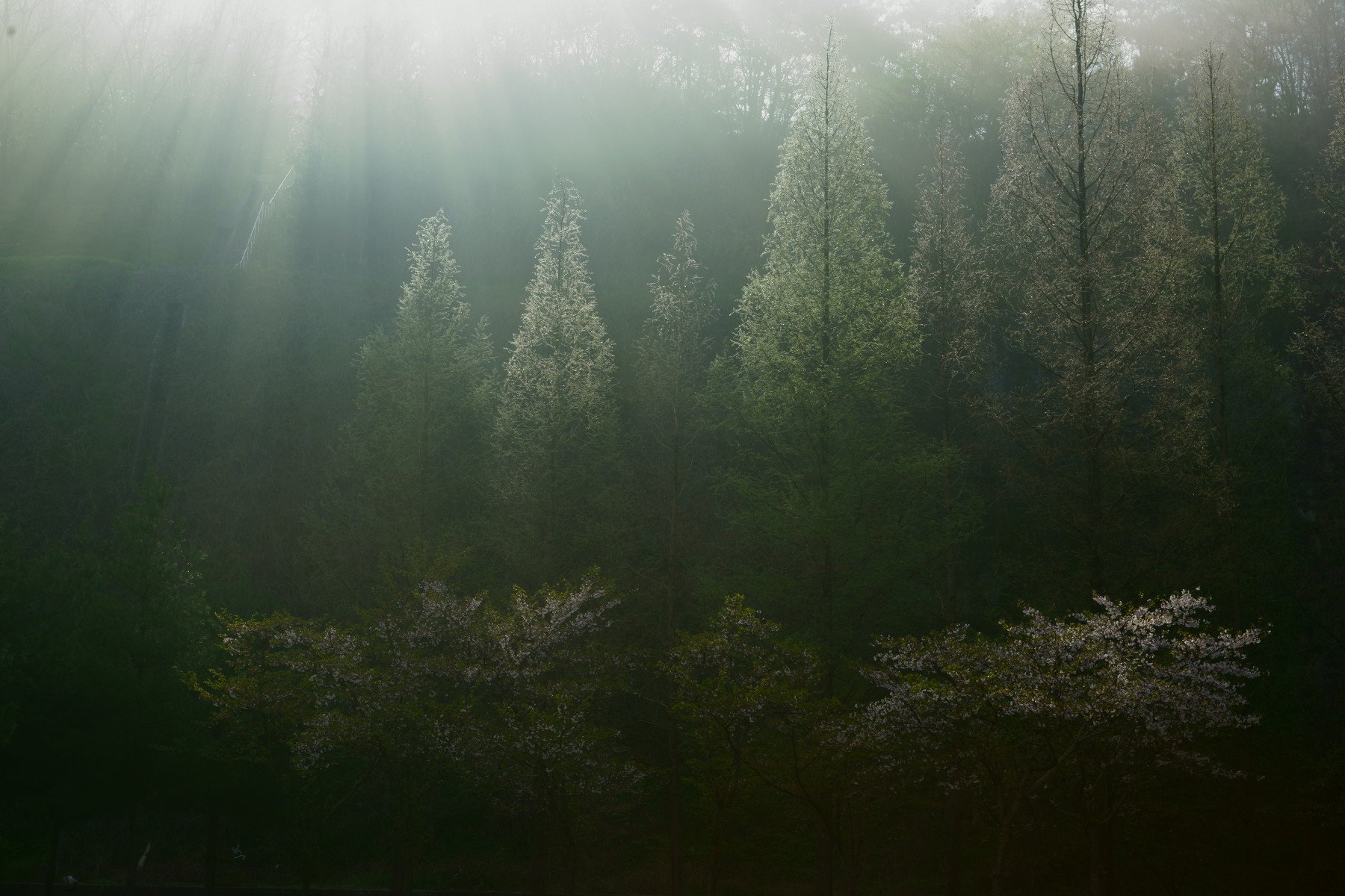 korea,spring,fog,sunlight,cherry blossom,, Shin