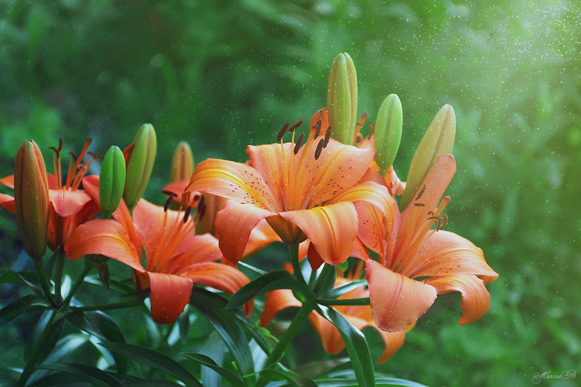 лилии, оранжевые, солнечные, яркие, Marina Baccardi
