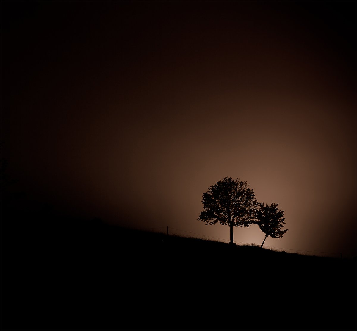 деревья,ночь,силует,свет,пейзаж, Євген Кукулка