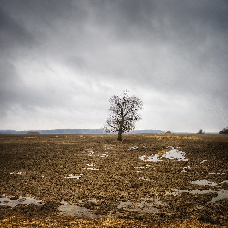 весна, пашня, талая, вода, одинокое, дерево, Dmitry Apalikov