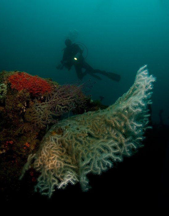 кораллы, дайвер, underwater, Виктор Чистов