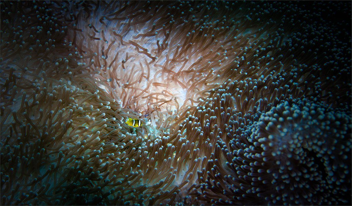 Мальдивы, Подводное фото, Нетушки