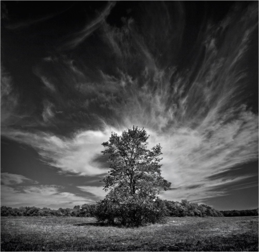 дерево, небо, облака, осень, Петриченко Валерий
