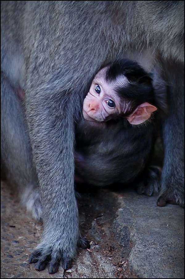 индонезия, бали, обезьяны, малыш, Сергей Гаспарян
