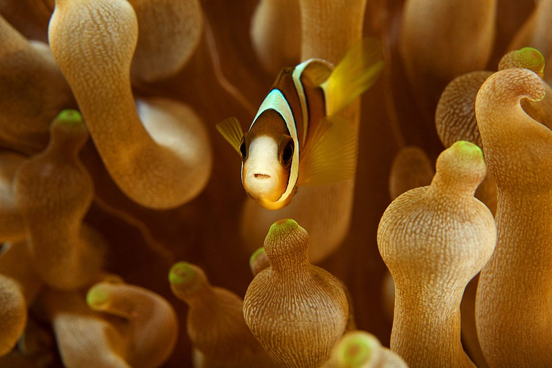 clown fish, underwater, sea, fish, yellow, anemone, Anton Akhmatov