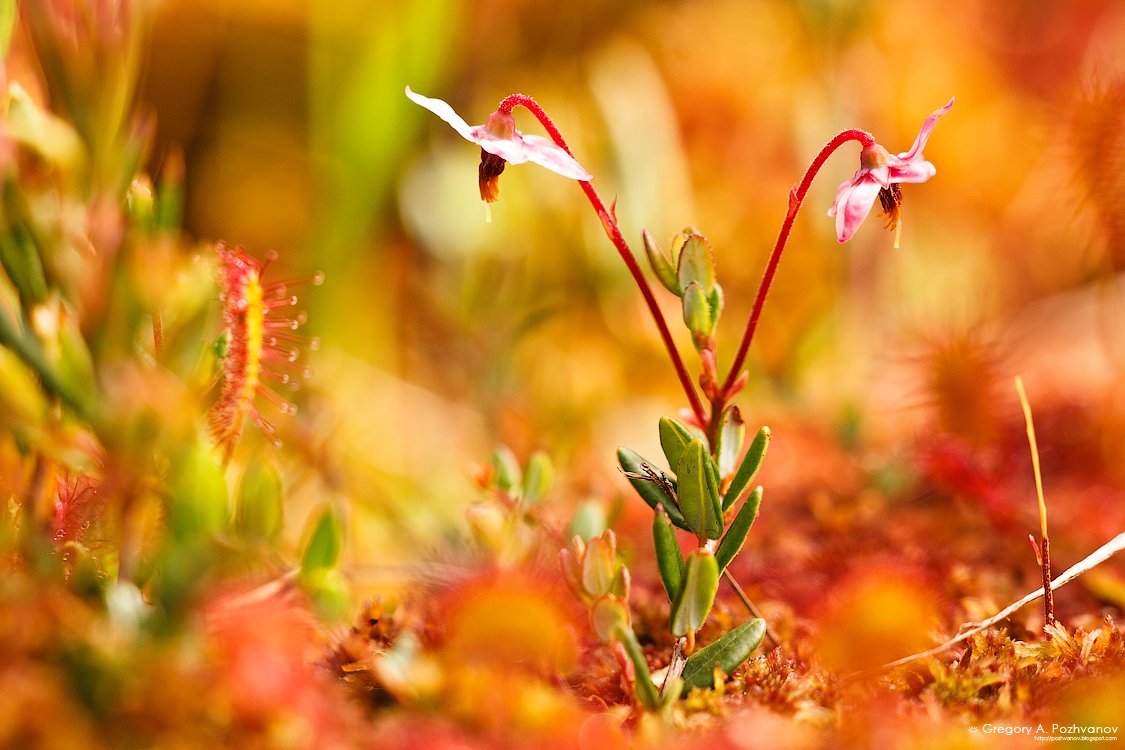 болото, росянка, oxycoccus, drosera, макропейзаж, лето, Григорий Пожванов