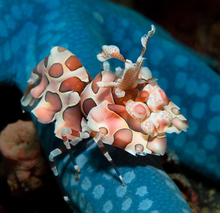 креветка-арлекин, harlequin, shrimp, underwater, Виктор Чистов