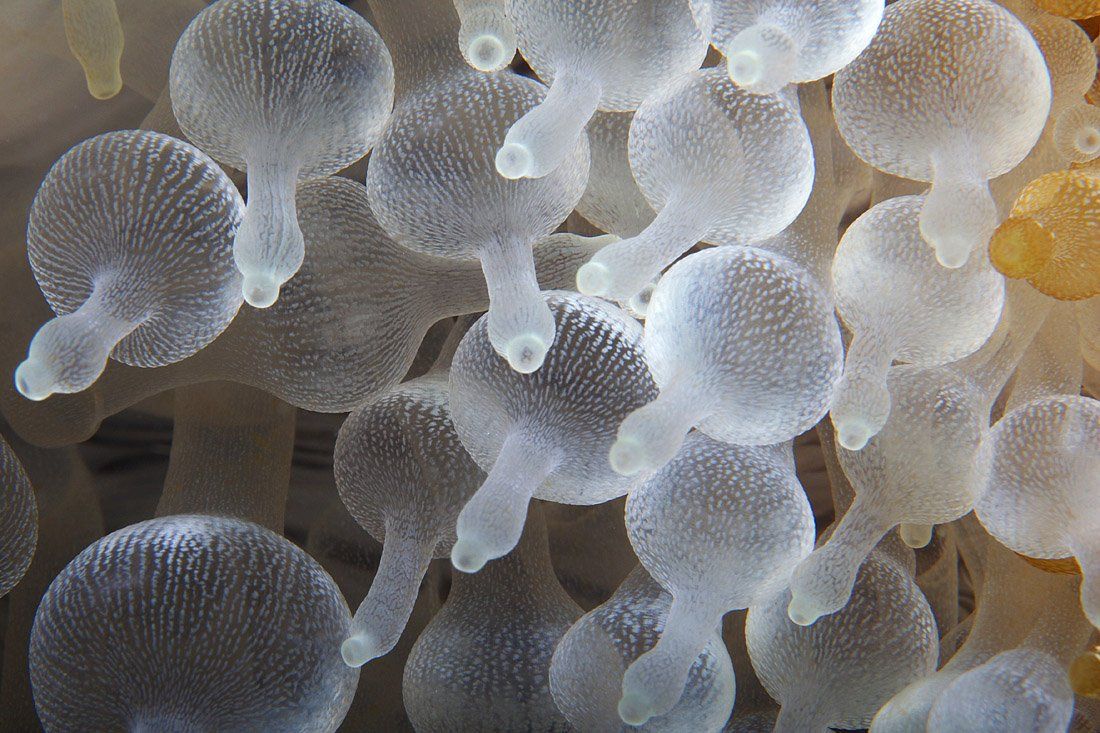 underwater, anemone, dummies,, Anton Akhmatov
