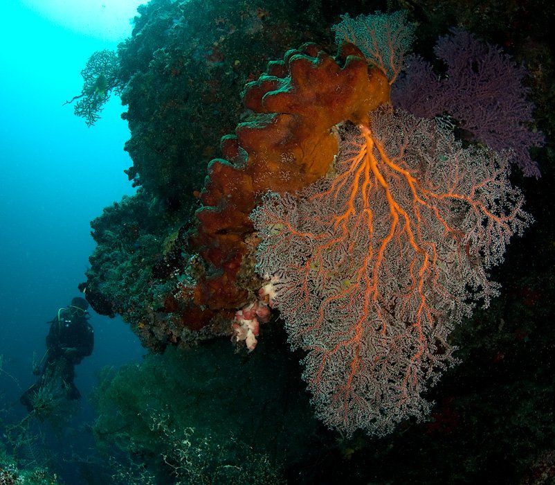 коралл, дайвер, underwater, Виктор Чистов