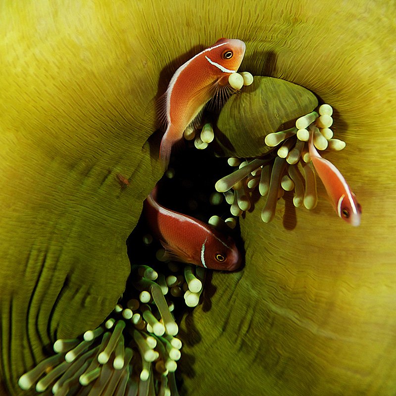 clownfish, anemone, green, underwater, Anton Akhmatov