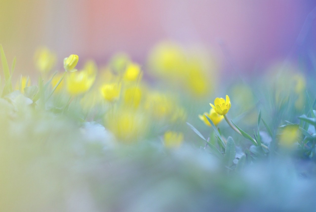 цветы, весна, Мария Сечкарева