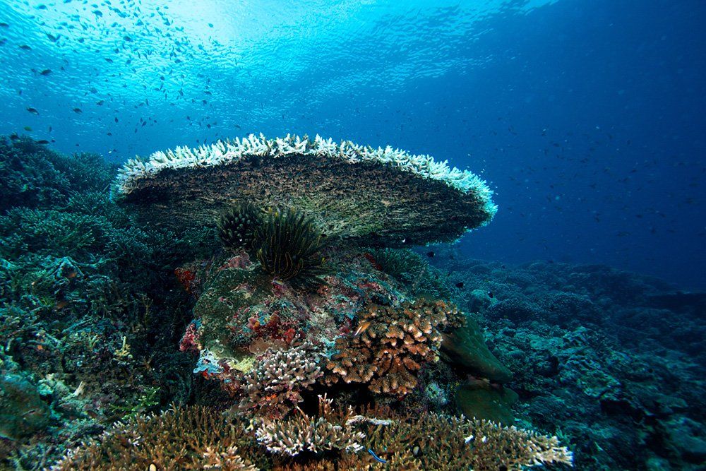 underwater, sipadan, coral, Anton Akhmatov