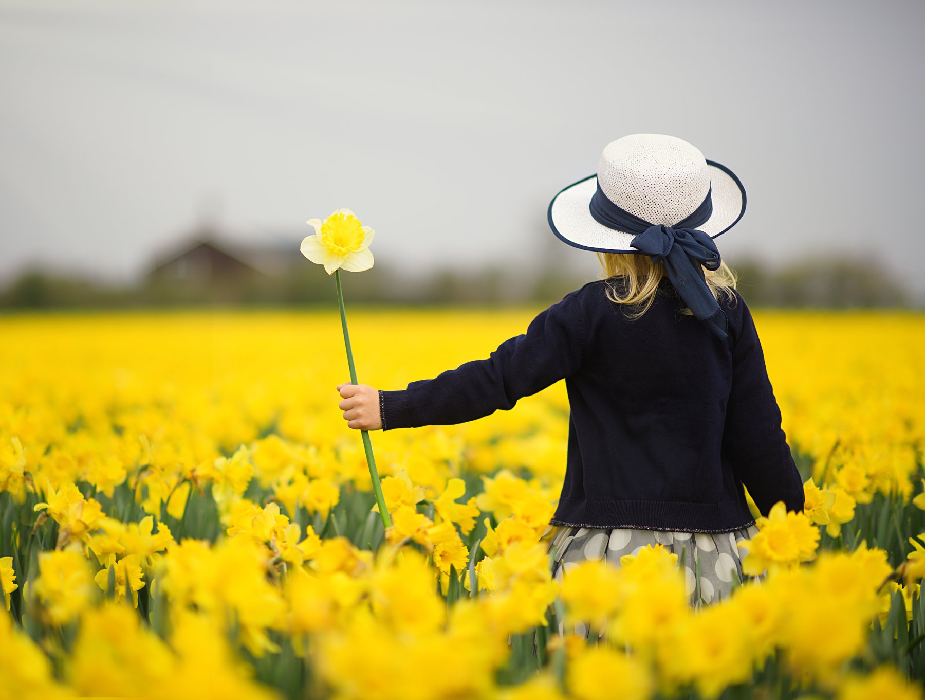 spring нарциссы голландия поле цветов весна frühling holland blumen, Elena Hildbrand