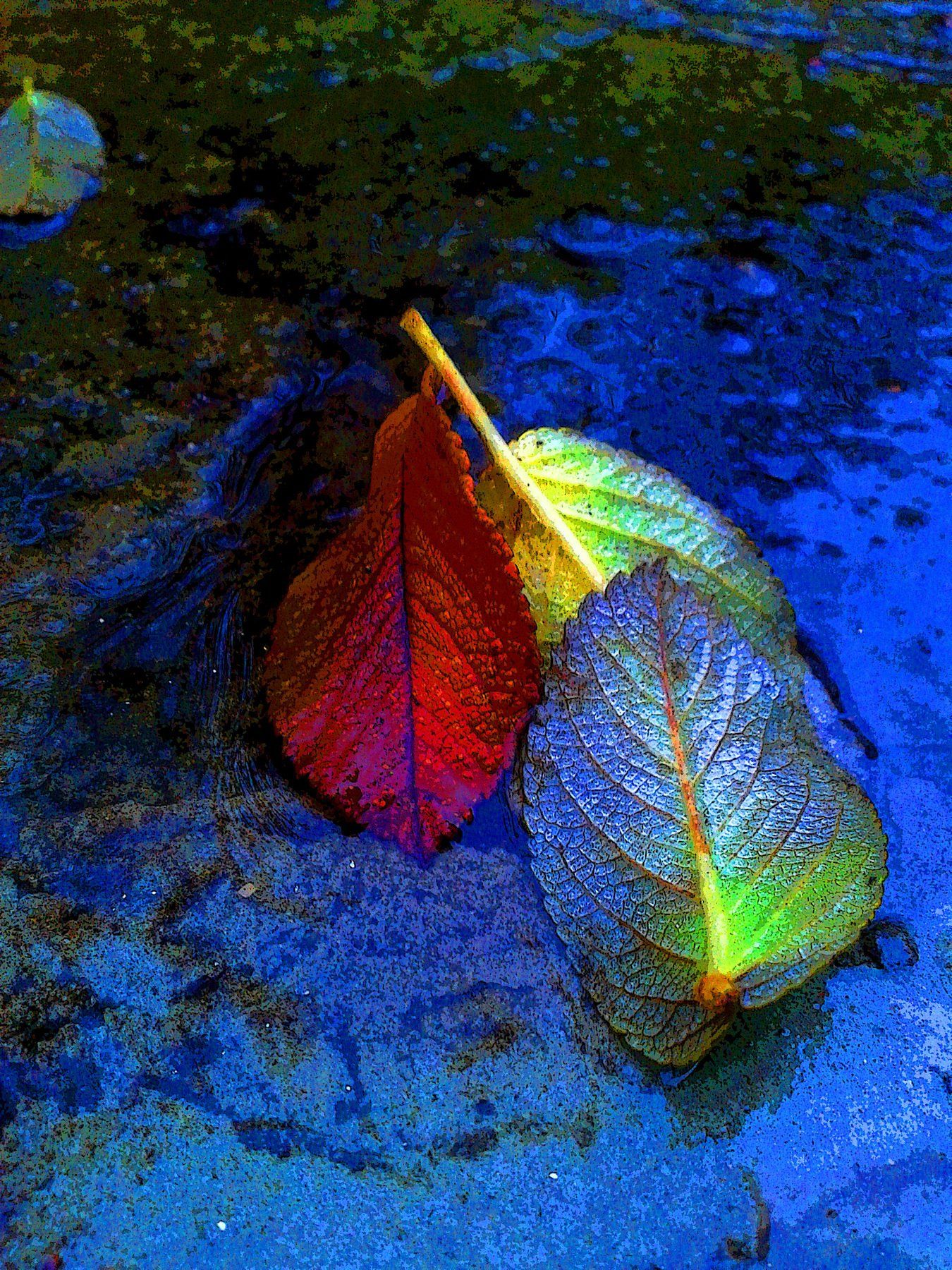 вода, листья, осень, Влада Андрюнина