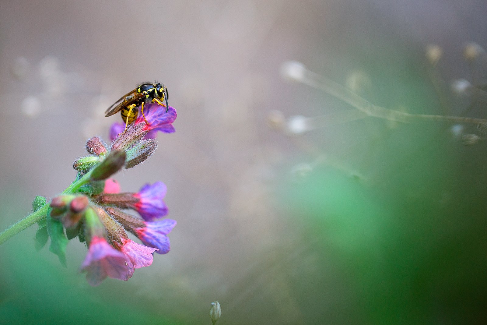 insects,wasp,macro,beautiful,insect,wild,wildlife,nature,faerie,close up,, Georgi Georgiev