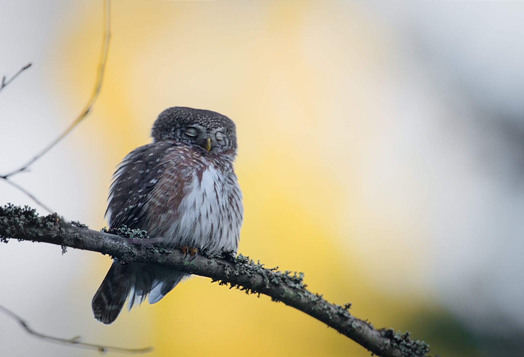 pygmy owl, finland, Jarkko Järvinen