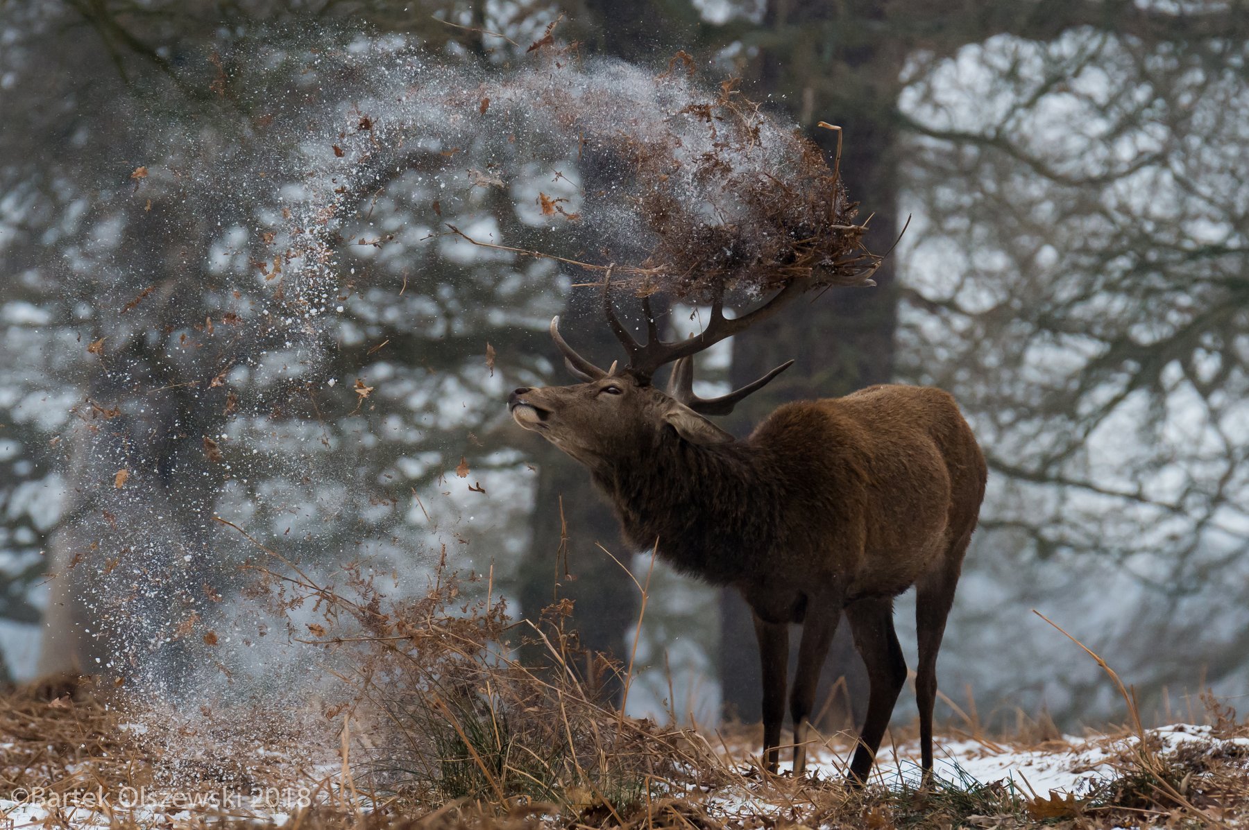 deer snow , Bartox Olszewski
