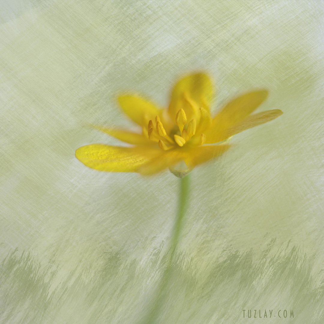 жёлтый цветок, холст, Владимир Тузлай