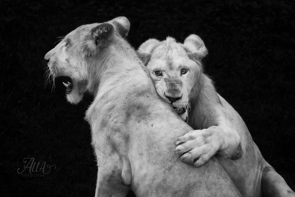 лев, львята, альбиносы, братья, отношения, двое, животные, ALLA SOKOLOVA