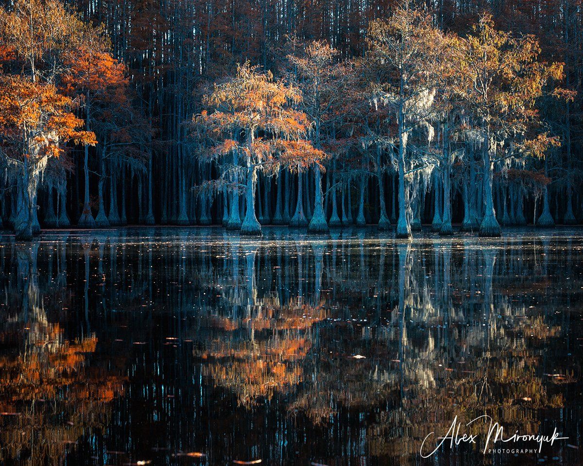 болото, кипарис, сша, джорджия, осень, фототур, отражение, Alex Mironyuk