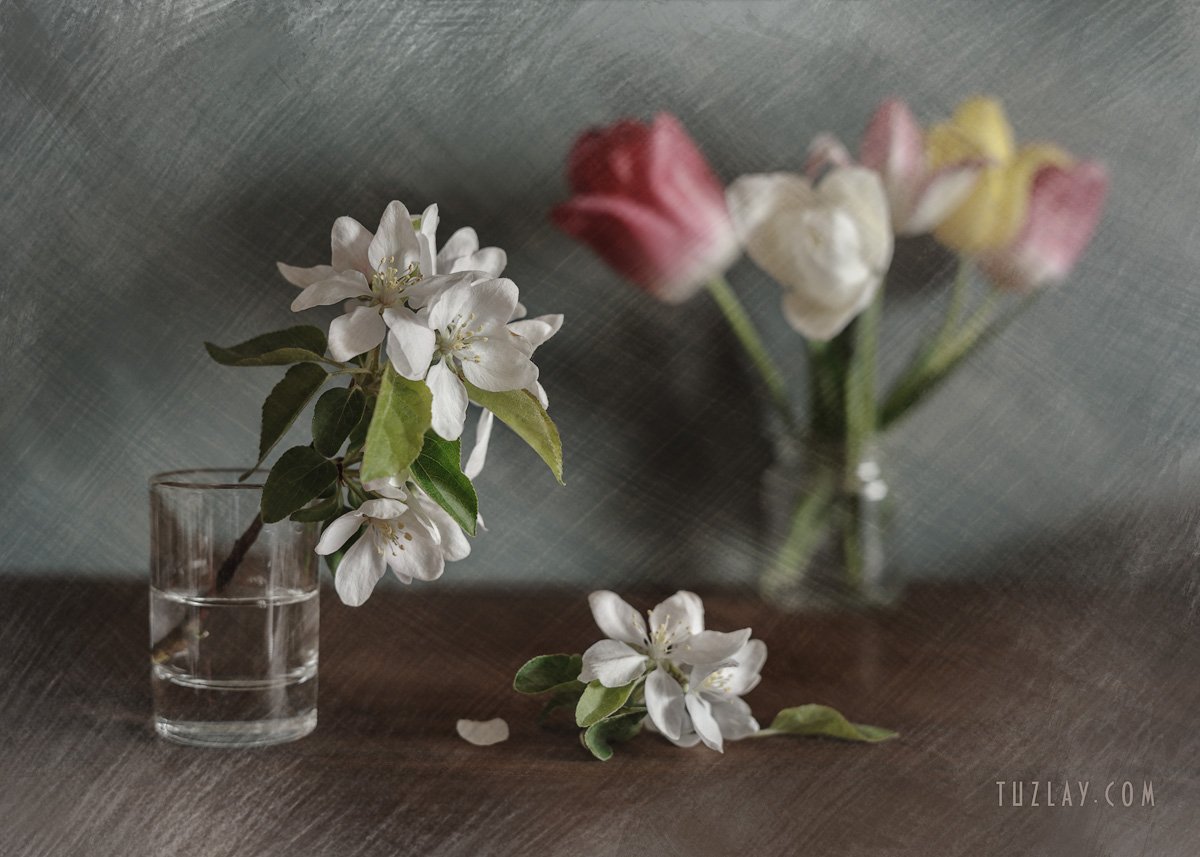тюльпаны, апрель, белые цветки, цветки яблони, Владимир Тузлай