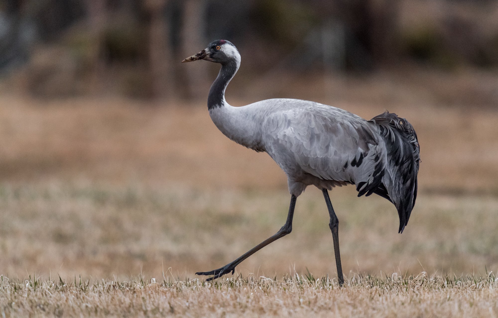 Crane, Bird, Wildlife, Arnfinn Malmedal