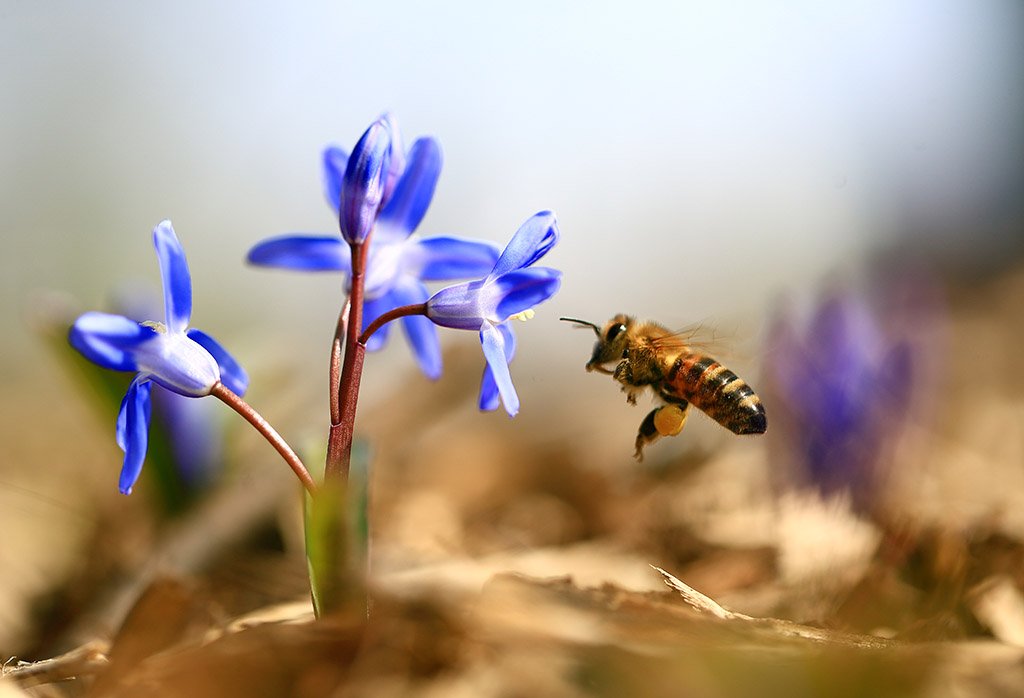 Весна ,парк ,цветы,пчела ,полет,солнце., Виктор Шнайдер