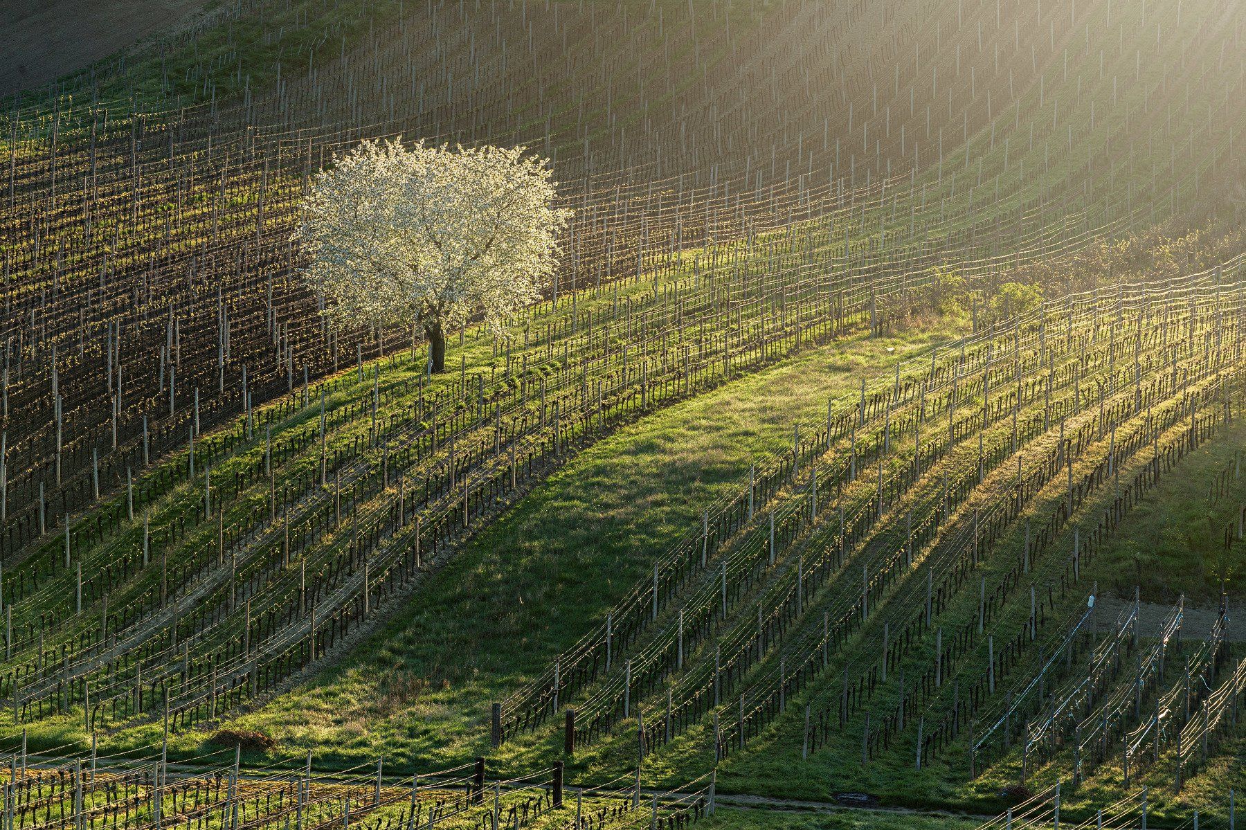 south, moravia, vineyard, czech, tree, flower, Jarda Kudlak