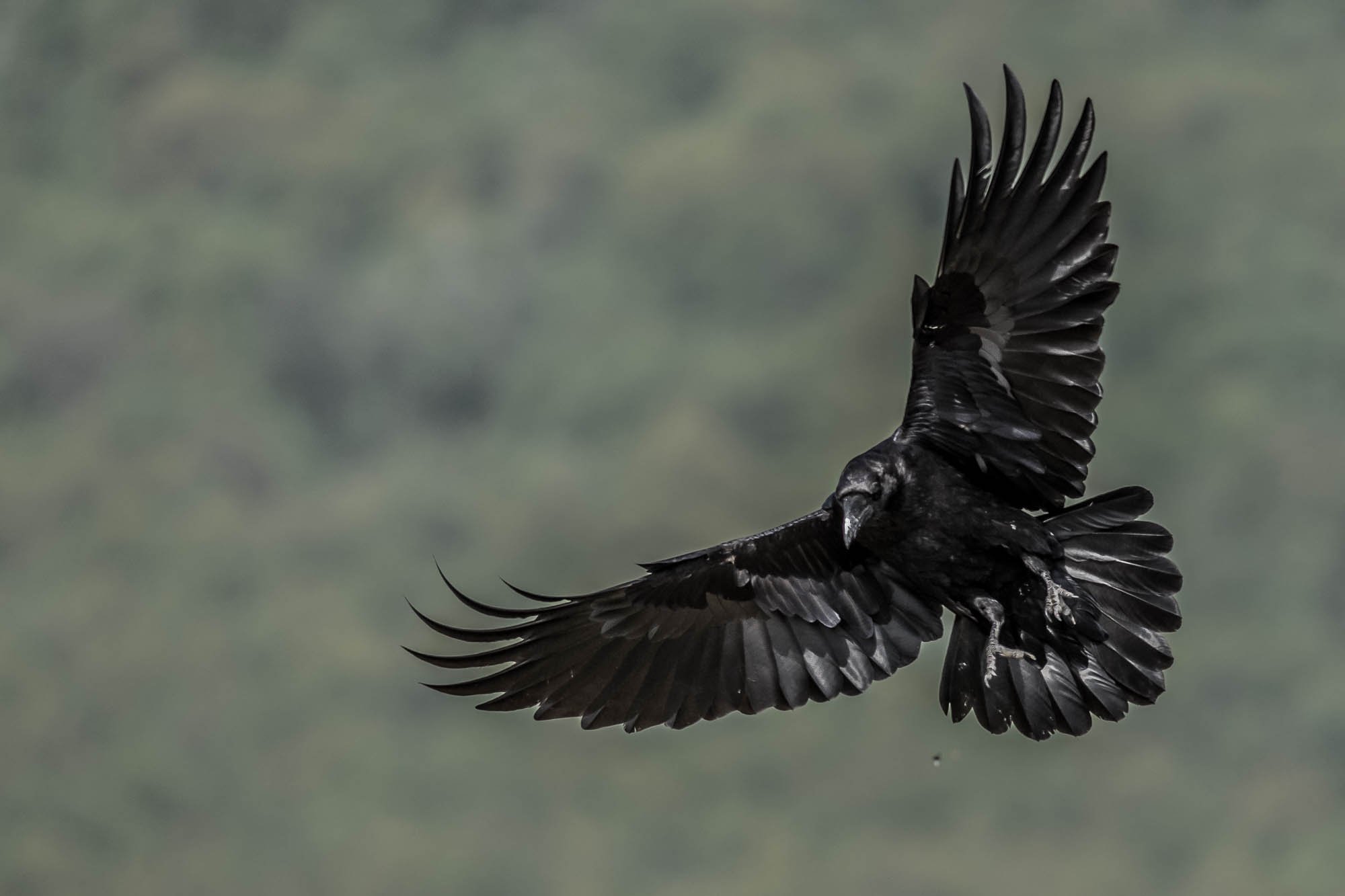 #mountain #wildlife #fly #bird #raven #actoin #portrait #adventure #animal #places #nature, Nikolay Nikolov