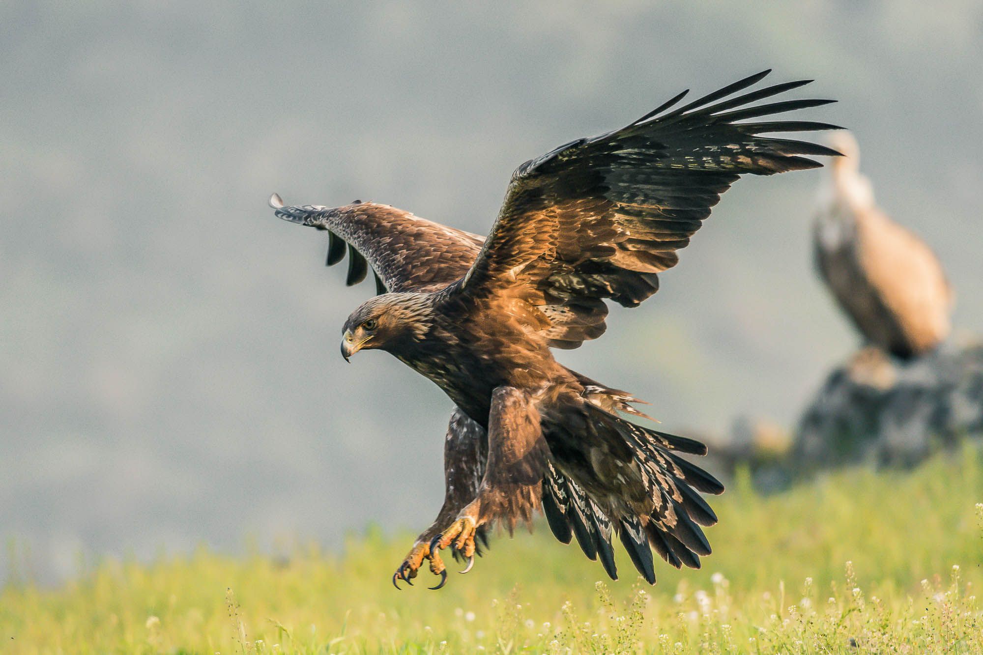 #mountain #wildlife #vulture #spring #bird #portrait #animal #eagle #nature, Nikolay Nikolov