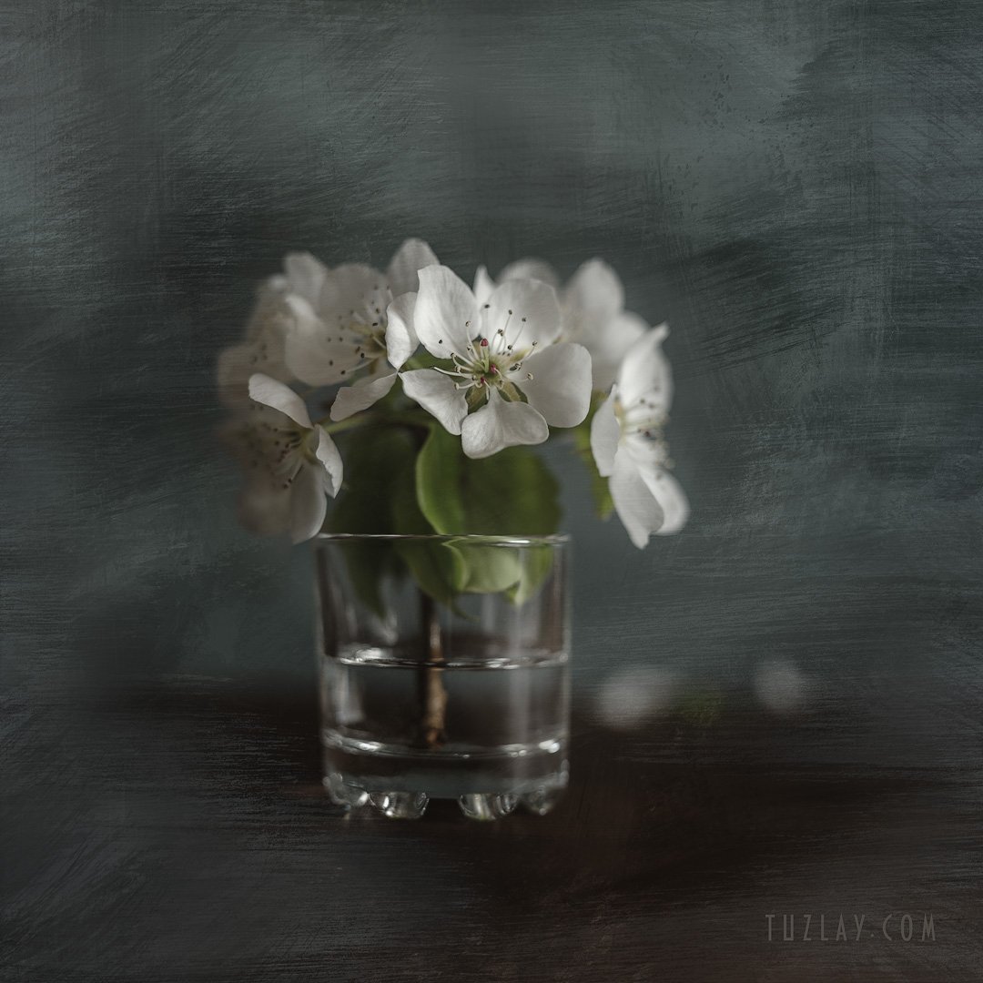 белые цветки, весна, апрель, Владимир Тузлай