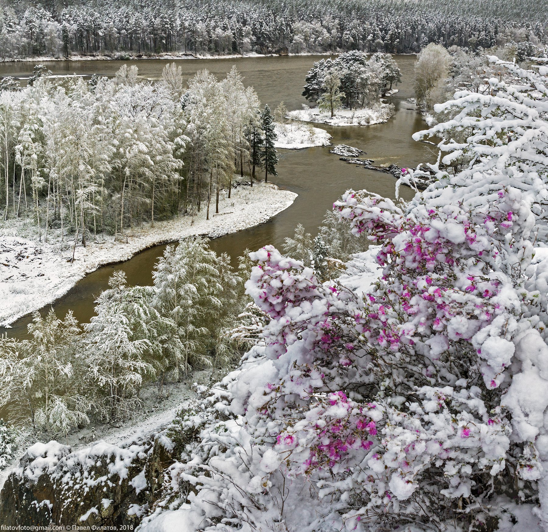Теплые зимы в сибири. Багульник Сибирский зимой. Маральник снег Алтай. Рододендрон Даурский зимой.