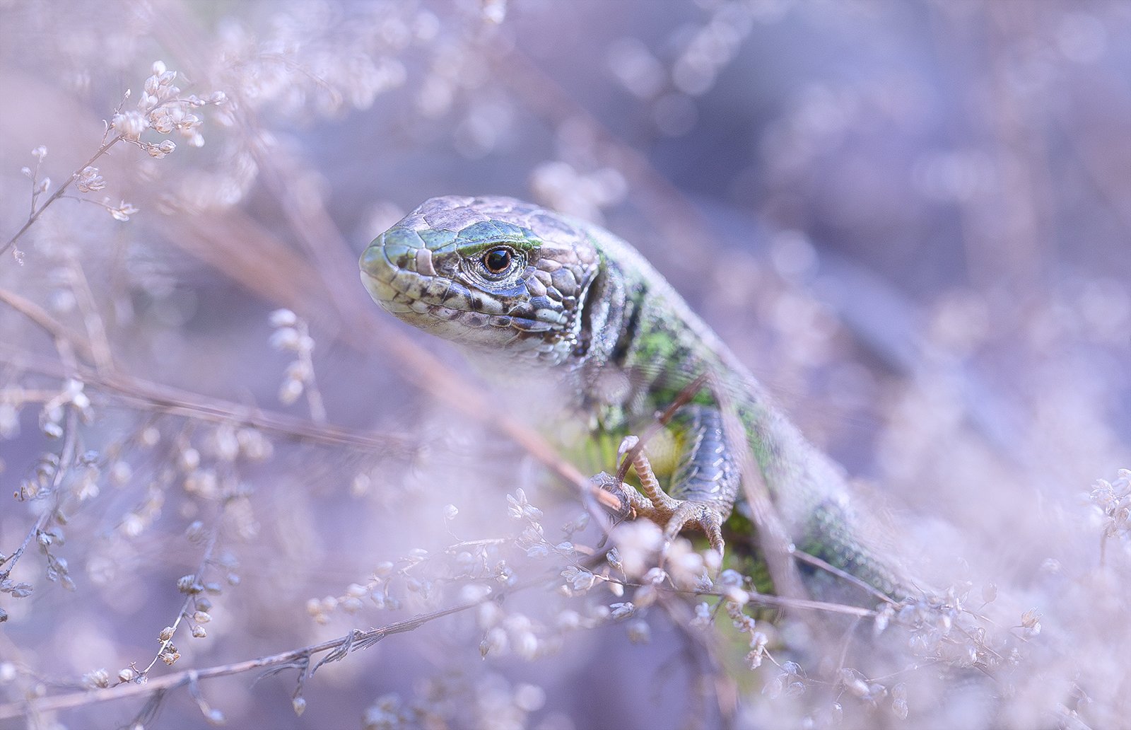 wild,wildlife,lizard,faerie,fairy,macro,beautiful,nature,close up,, Georgi Georgiev