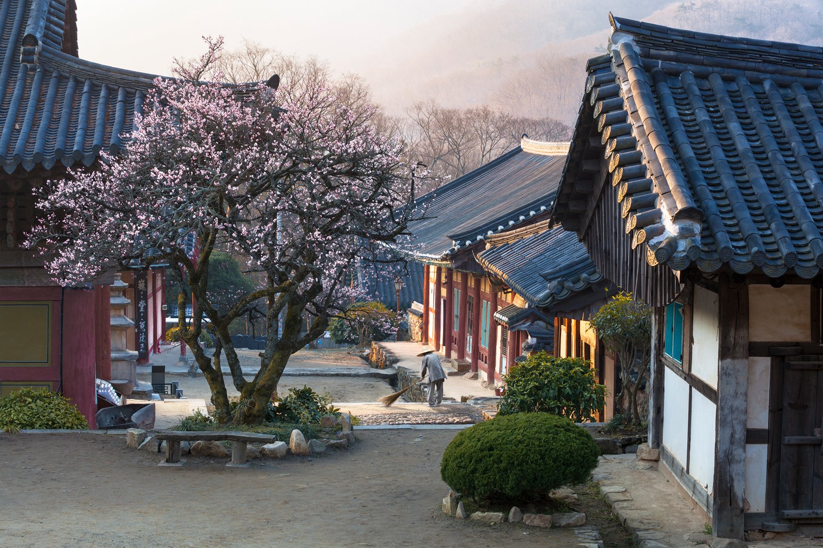 buddhism, working, culture, spring, blossom, Jaeyoun Ryu