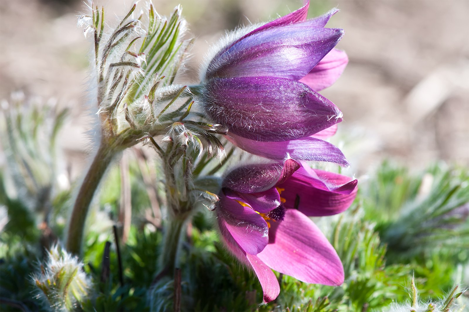 flowers,spring,purple,blossom, Daiva Cirtautė