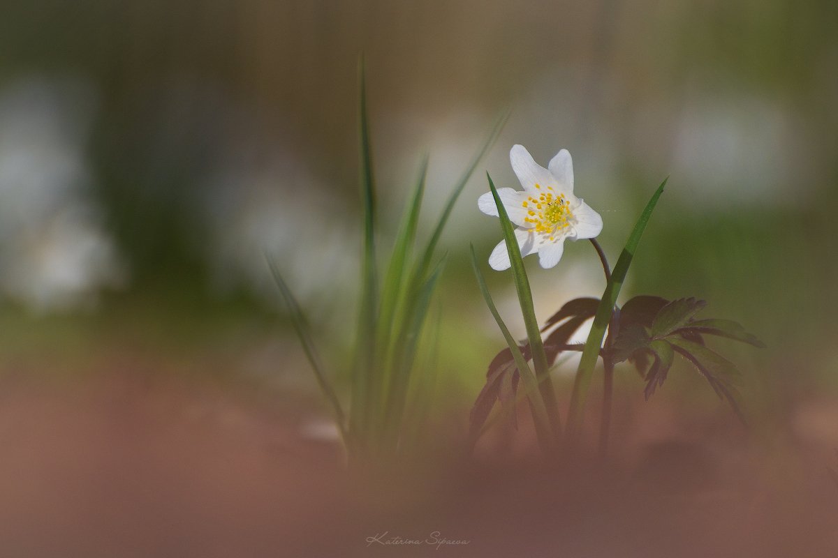 природа, весна, цветы, Сипаева Катерина