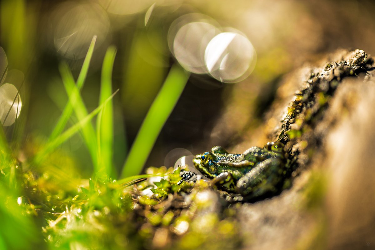 frog, little, wildlife, Wojciech Grzanka