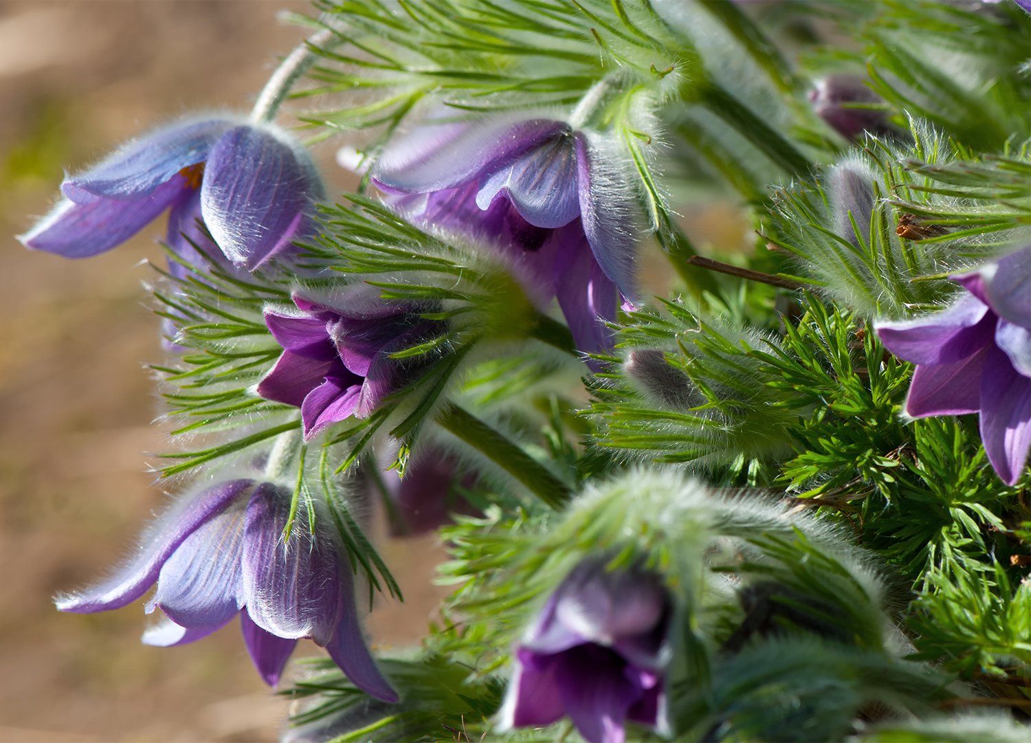flowers,springtime,purple, Daiva Cirtautė