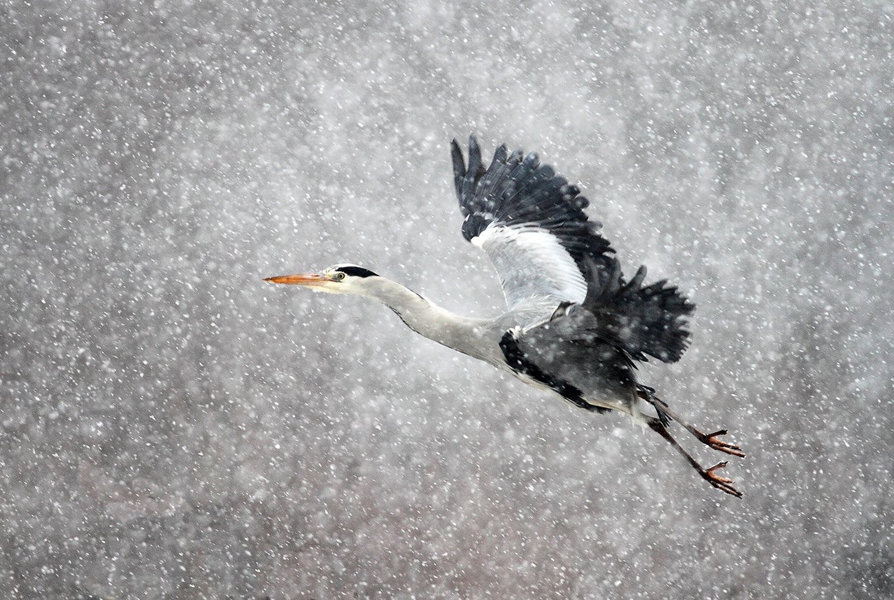 winter, snow, wildlife, animls, bird, heron, egret, poland, cold, frozen, Adam Fichna