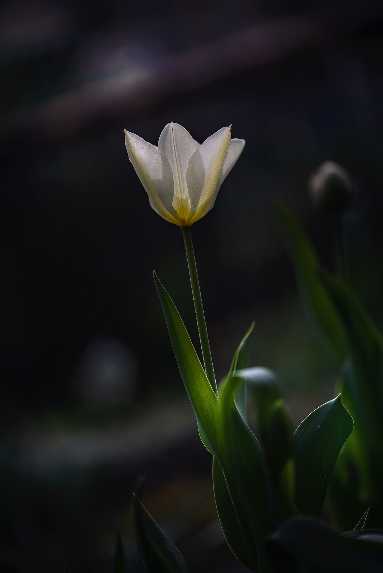 природа, макро, весна, цветы, тюльпан, Неля Рачкова