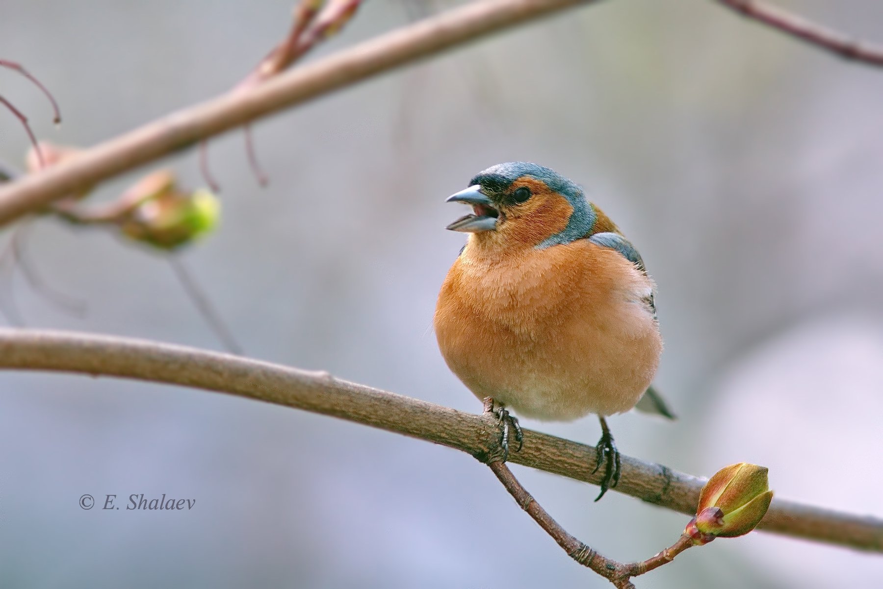 birds,common chaffinch,fringilla coelebs,зяблик,птица,птицы,фотоохота, Евгений