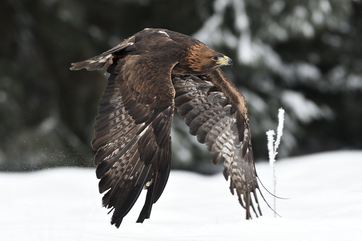 bird animal aquila chrysaetos raptor hunter predator hawk fly flying flight majestic elegance elegant noble stately sublime winter, Jaroslav Mego