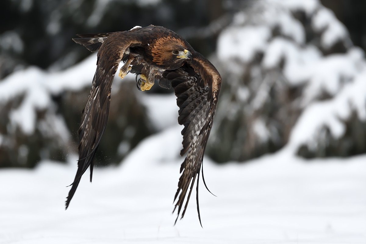 bird animal aquila chrysaetos raptor hunter predator hawk fly flying flight majestic elegance elegant noble stately sublime winter, Jaroslav Mego