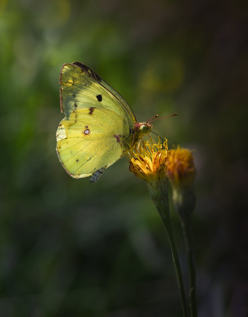 жёлтая, бабочка, Елена Рубинская