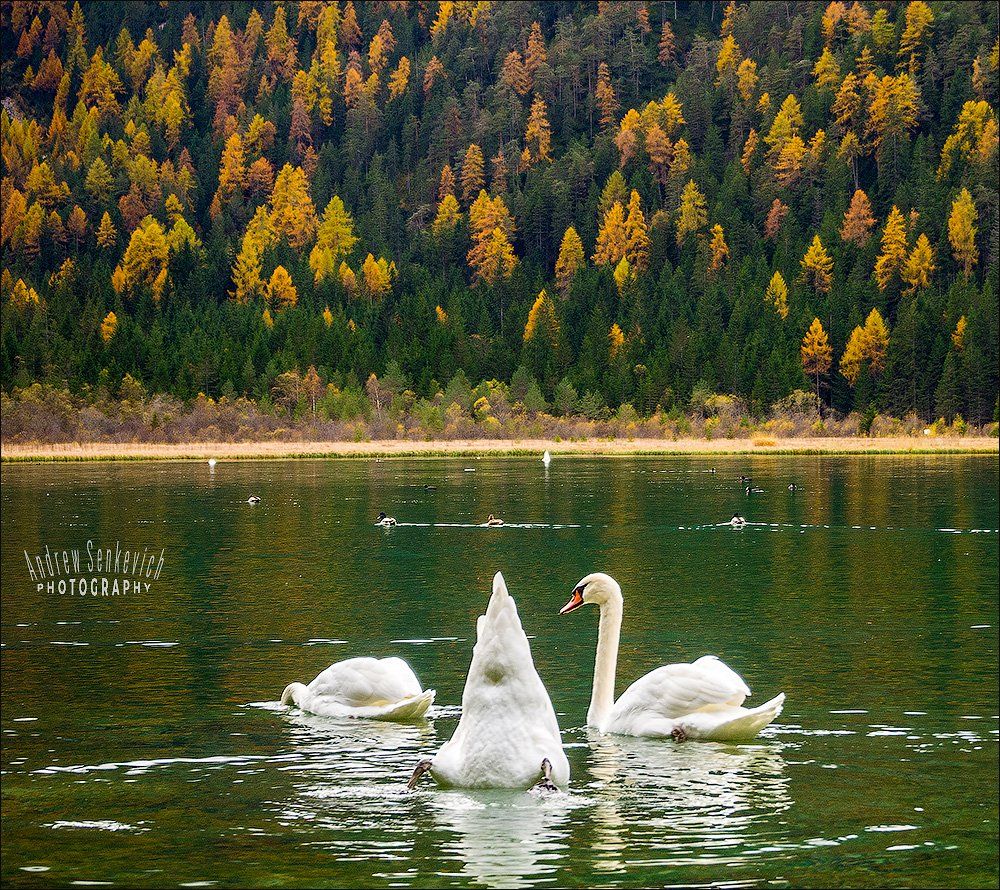 птицы, лебеди, озеро, доломиты, осень, Андрей Сенкевич