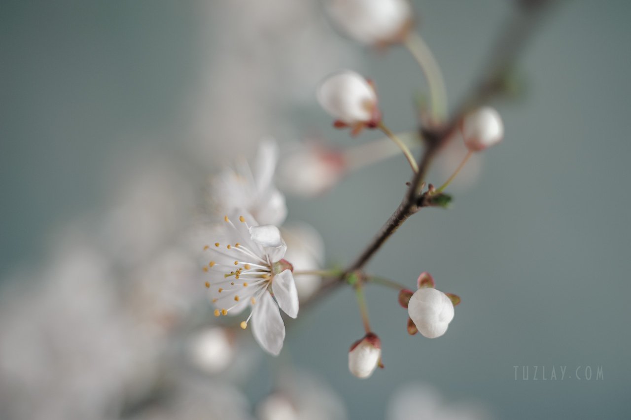 цветки яблони, белые цветки, апрель, цветение, Владимир Тузлай