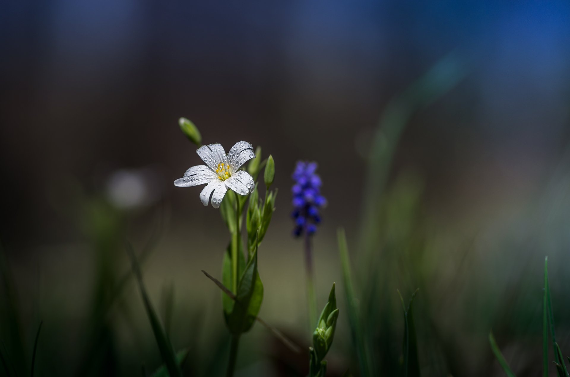 macro, nature, spring, scenery, flowers, close-up, цветы, Александър Александров