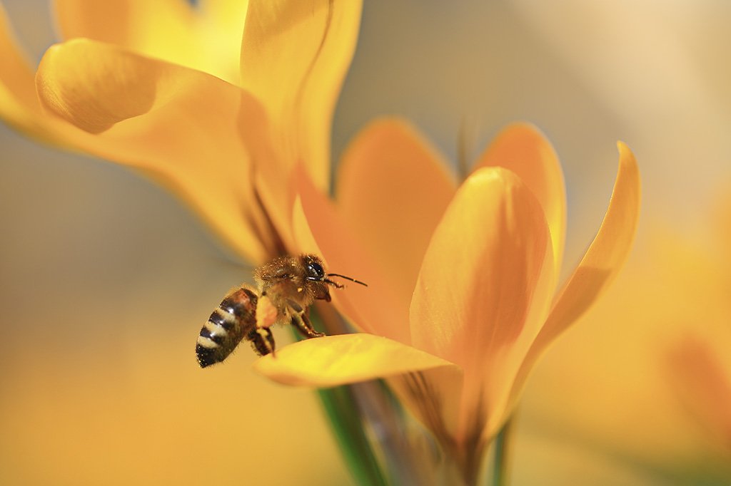 Весна,пчела,цветы,солнце,крокус., Виктор Шнайдер