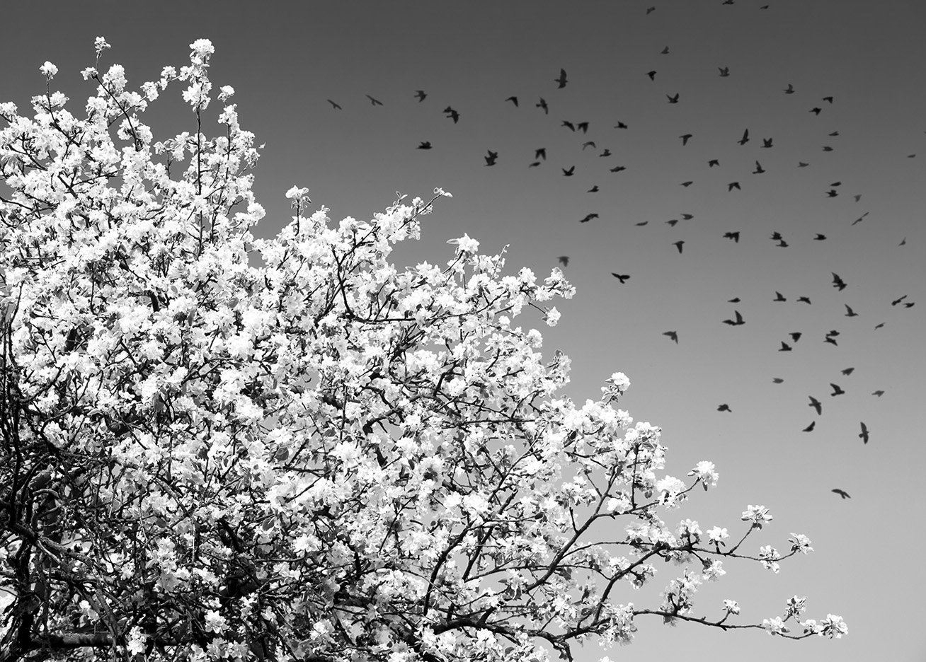 весна, дерево, птицы, небо, цветение, цветы, черно-белое, полет, воздушный, ветви, Фото Брест