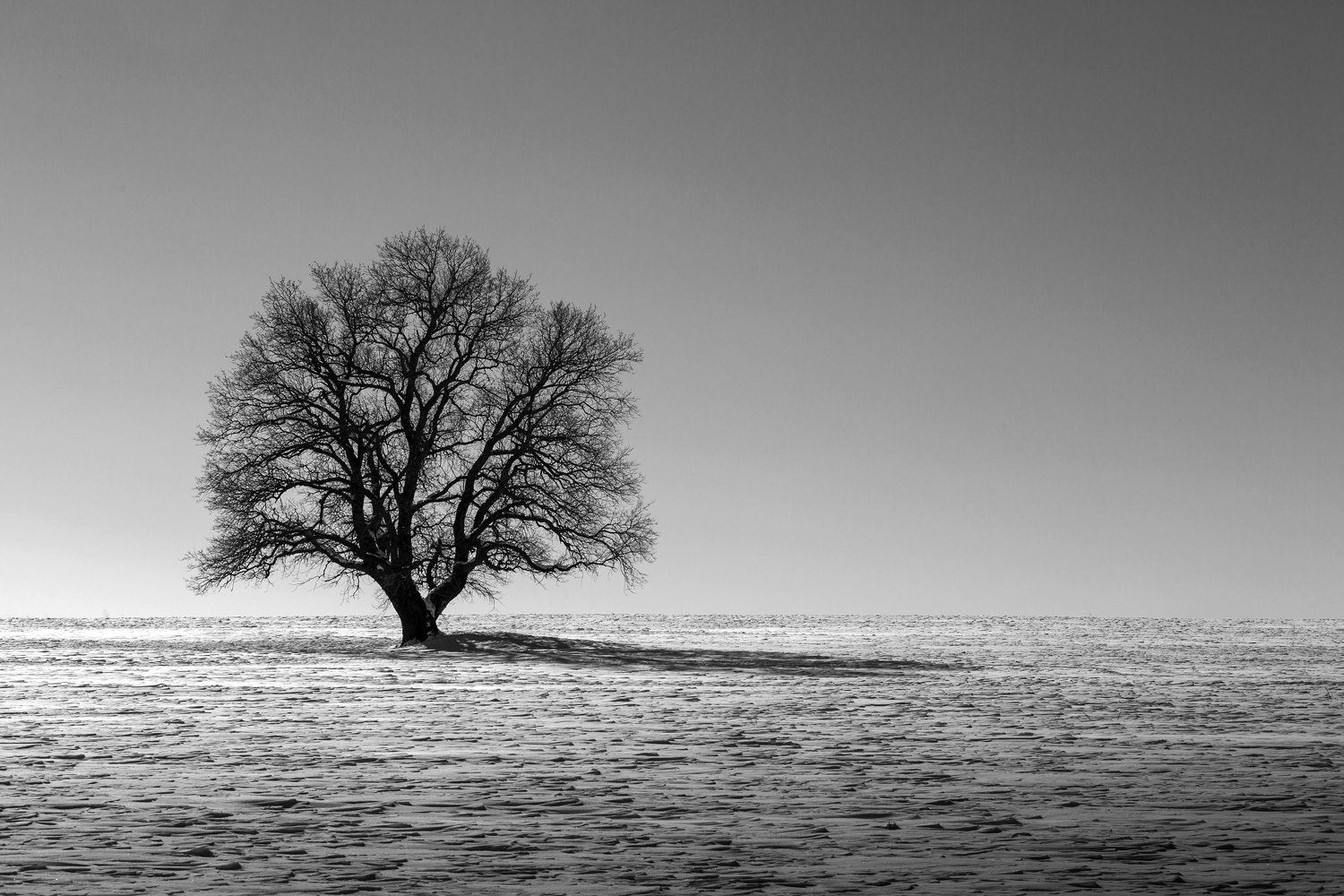 пейзаж, дерево, зима, ч\б, снег, поле, тень, Денис Свечников